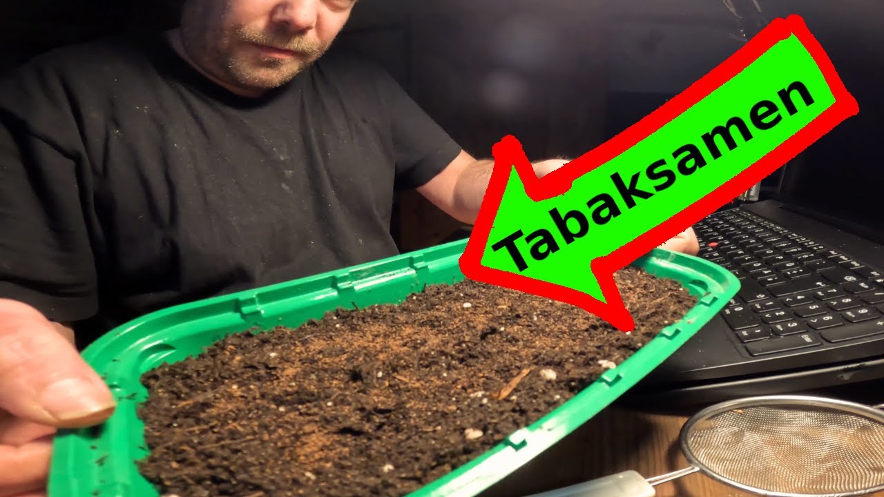 Ich säe alte Tabaksamen aus – klappt das wirklich noch?!