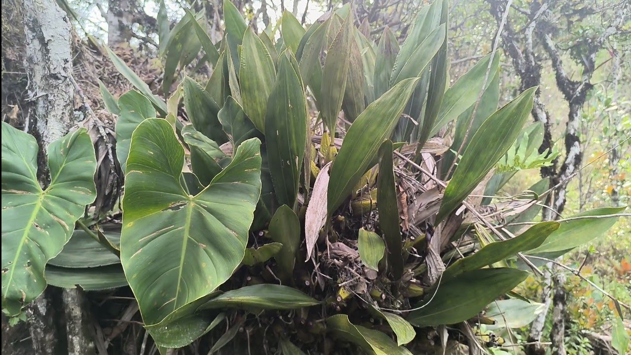 HABITAT DE ORQUÍDEAS RARAS! VOCÊ VAI FICAR ENCANTO!/#bifrenaria #micro #habitat #natureza #raras