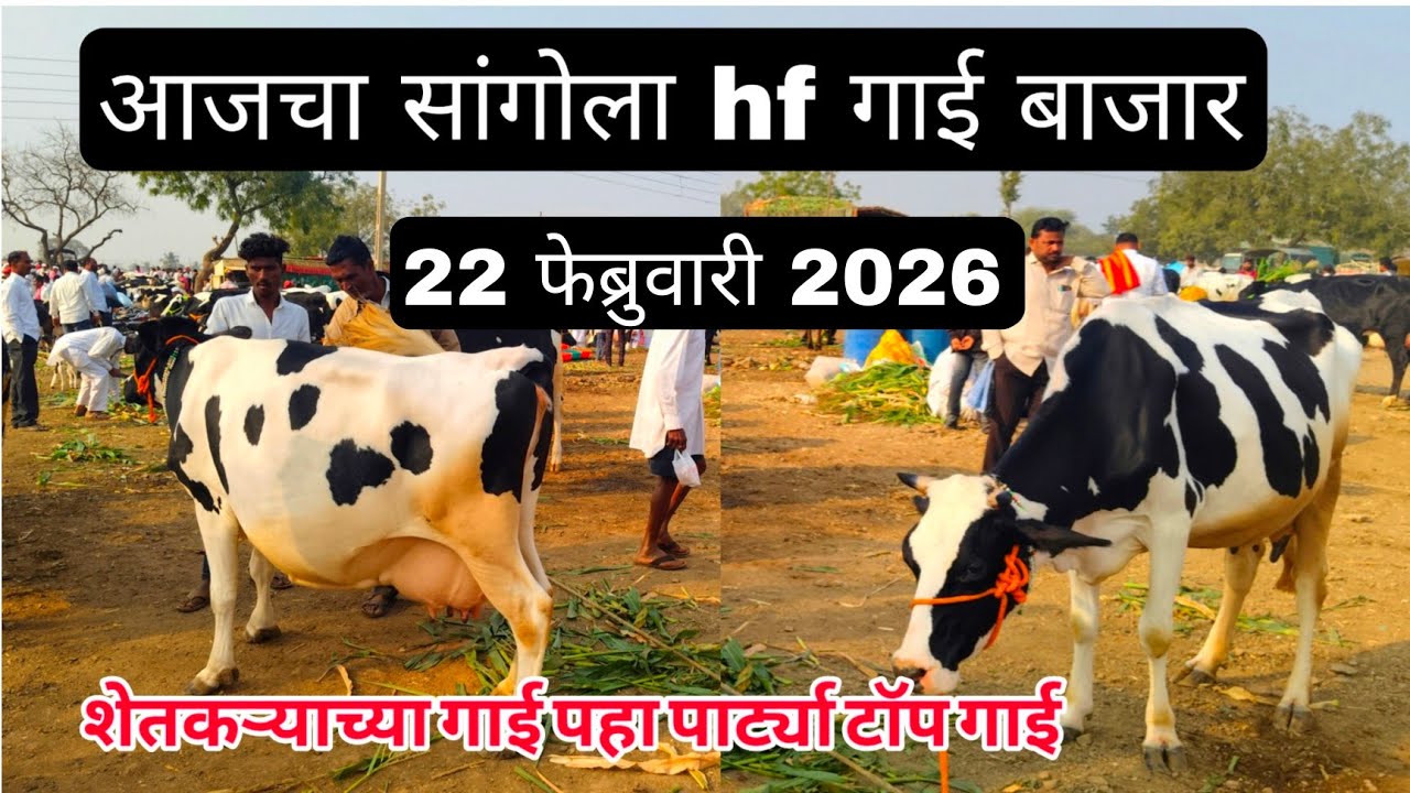 आजचा सांगोला hf गाई बाजार 22 फेब्रुवारी 2026 #cow_market_in_maharastra #sangola_bazar #hf_cow #dairy