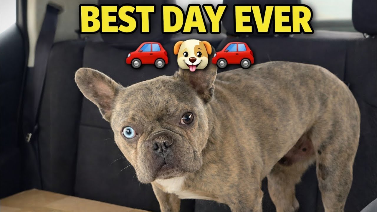 Our Dogs Go Crazy for Car Rides 🚗🐶 | Funniest Road Trip Moments