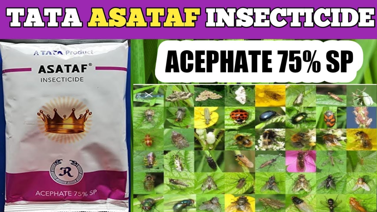 TATA ASATAF INSECTICIDE | ACEPHATE 75% sp | ASATAF INSECTICIDE