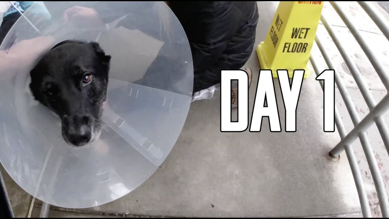 Shepsky Recovers from TPLO Surgery: DAY 1!