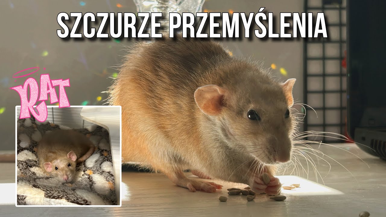 Moje przemyślenia po 0,5 roku ze szczurami- szczur domowy