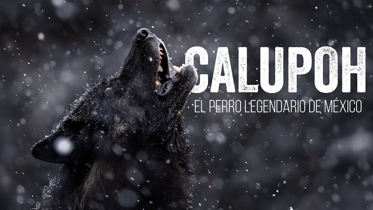 CALUPOH EL PERRO LEGENDARIO DE MÉXICO
