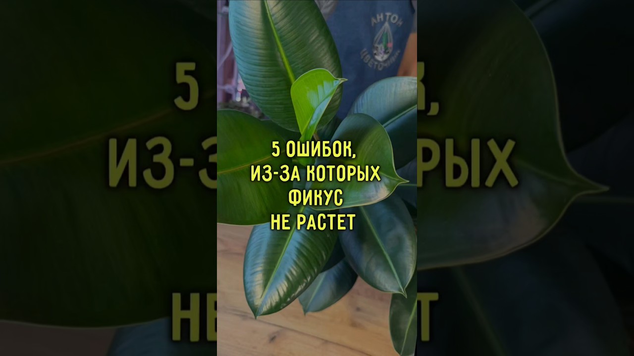Эти 5 ошибок не дают фикусу расти