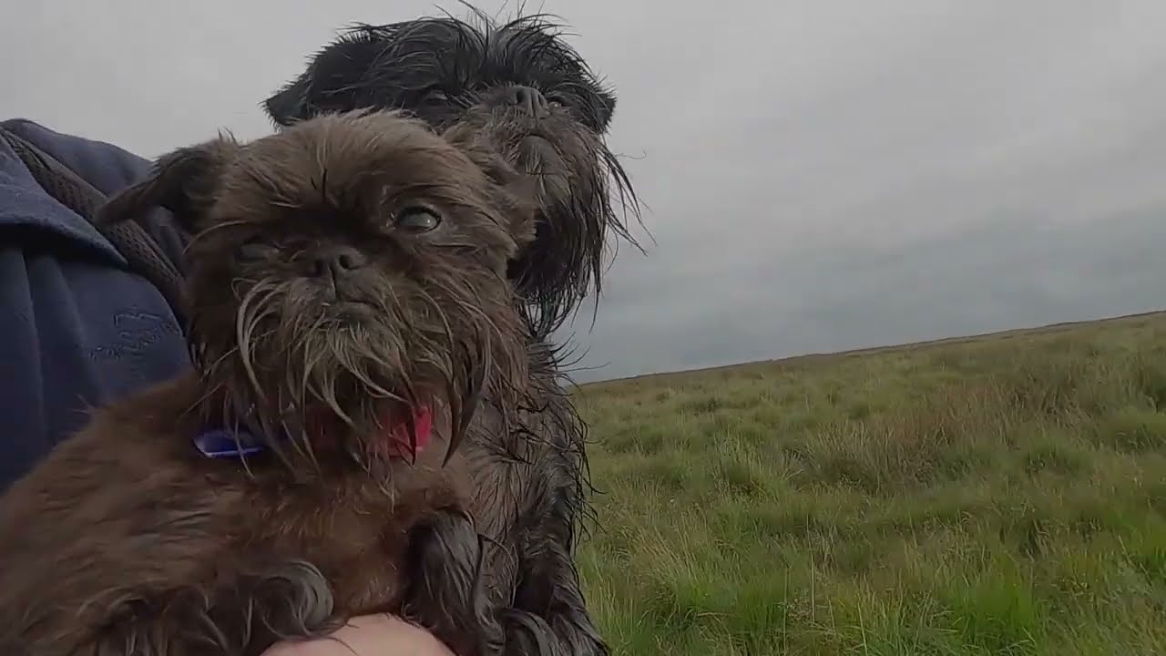 Round Loaf, hiked to by two Affenpinschers on Anglezarke Moor