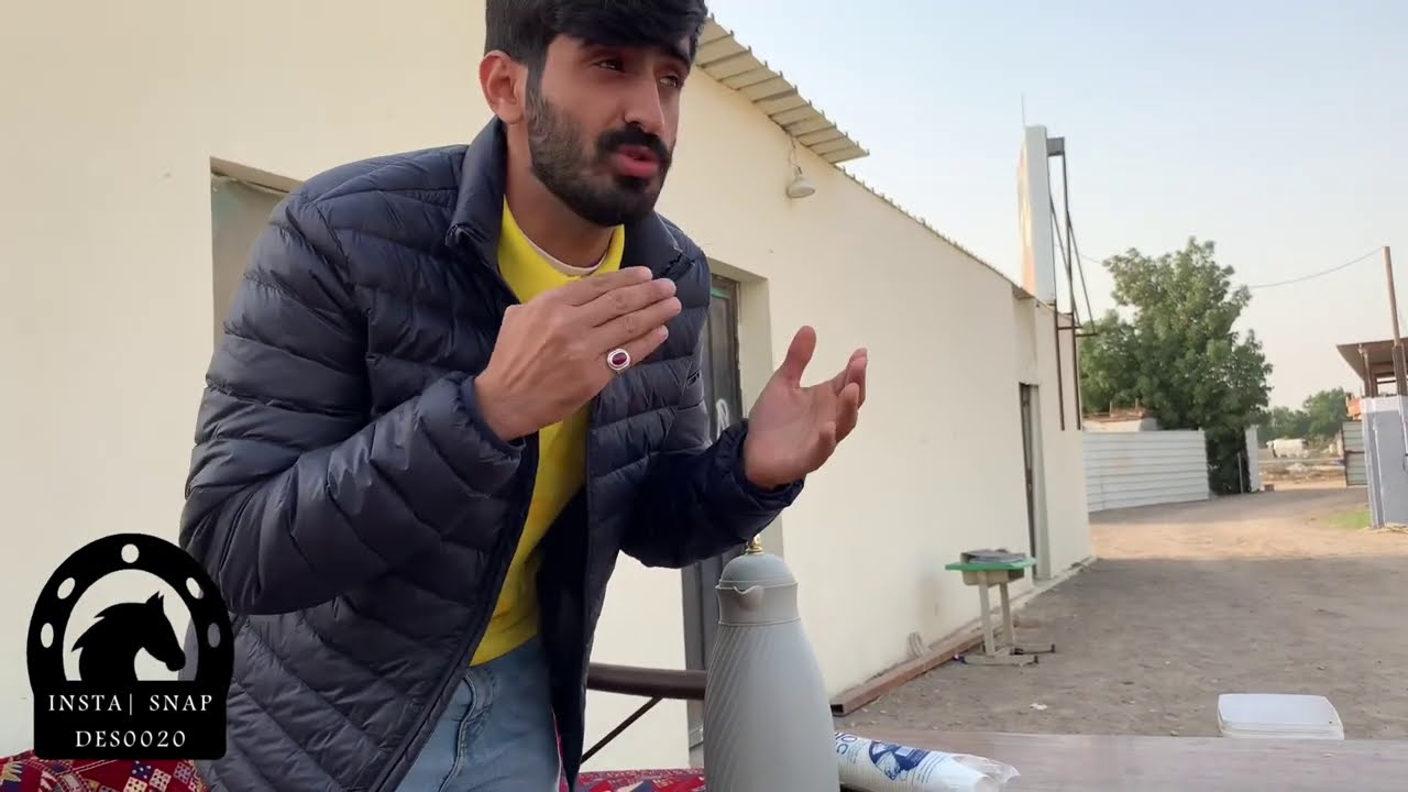 تلقيح الخيل - التشبية 🔞 معلومات حول الشياع 🌡معلومات علميه 〽️  النصري