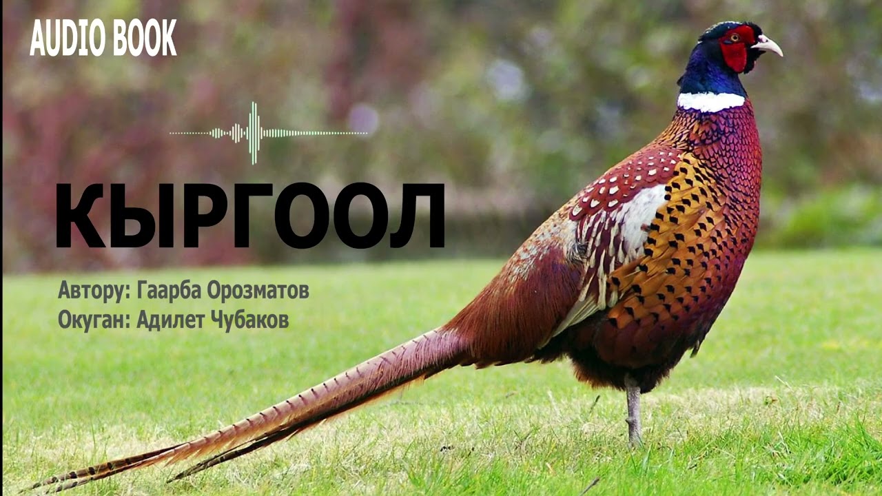 КЫРГООЛ \ ГААРБА ОРОЗМАТОВ \ АҢГЕМЕ