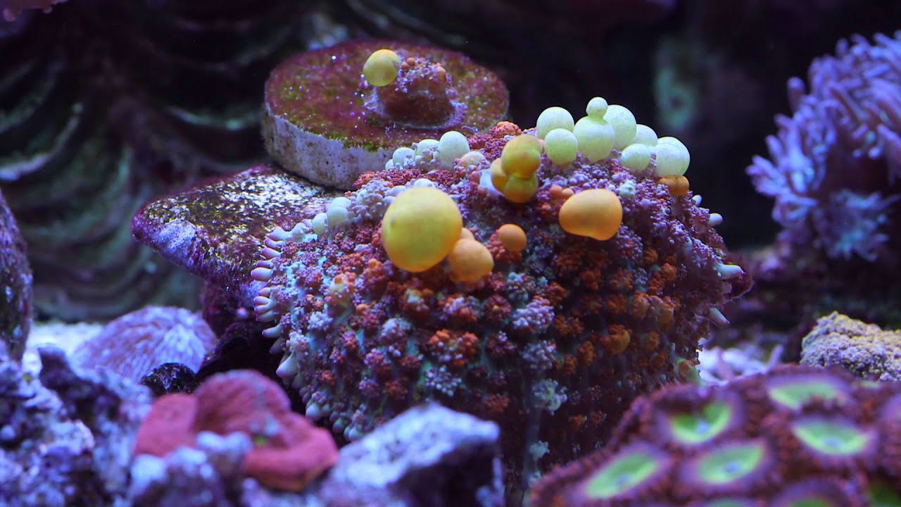 Nathan's Reef Tank 2015 Part I