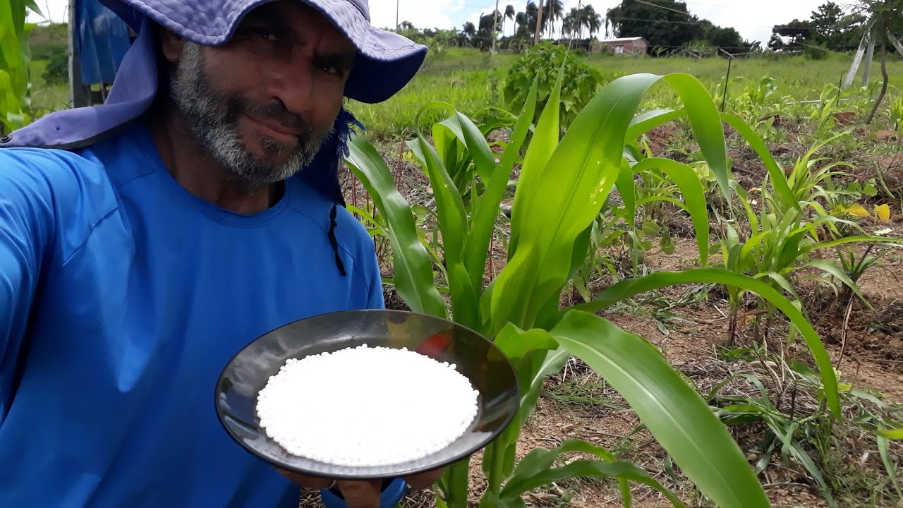 COM URÉIA E SEM URÉIA,  VEJA A DIFERENÇA .