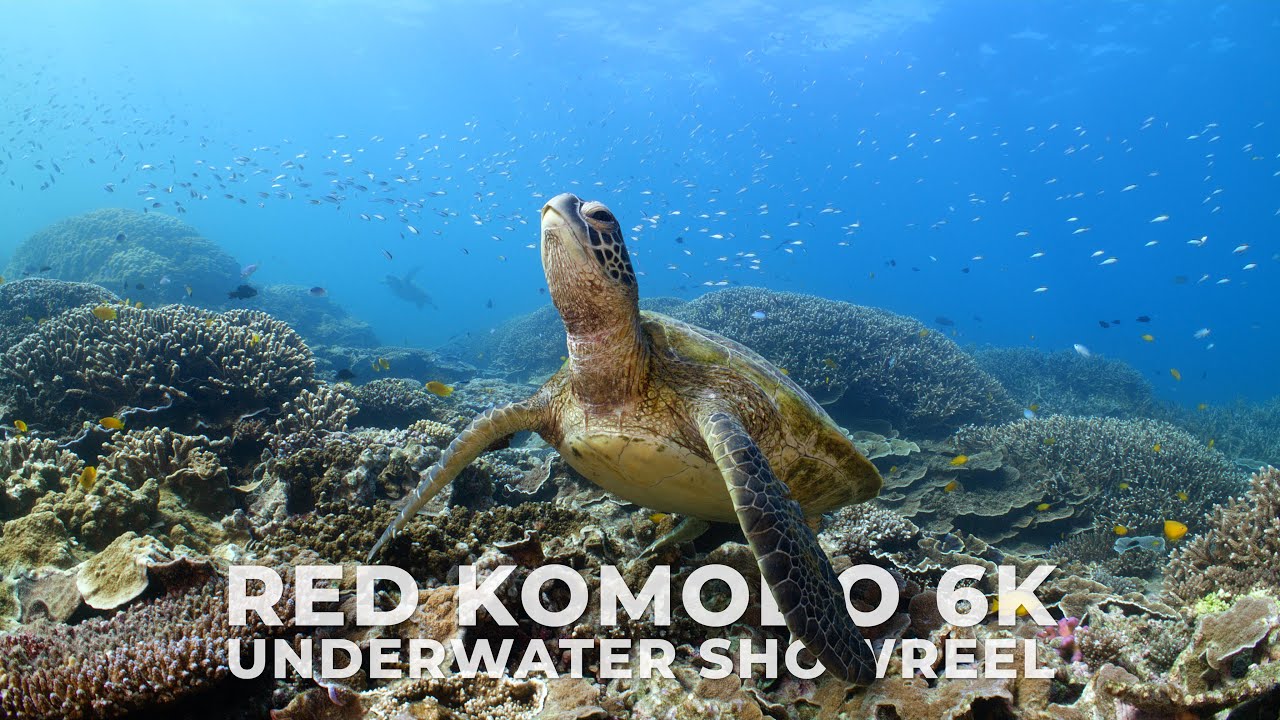 RED Komodo Underwater 6K Showreel | Heron Island | Tom Park Films