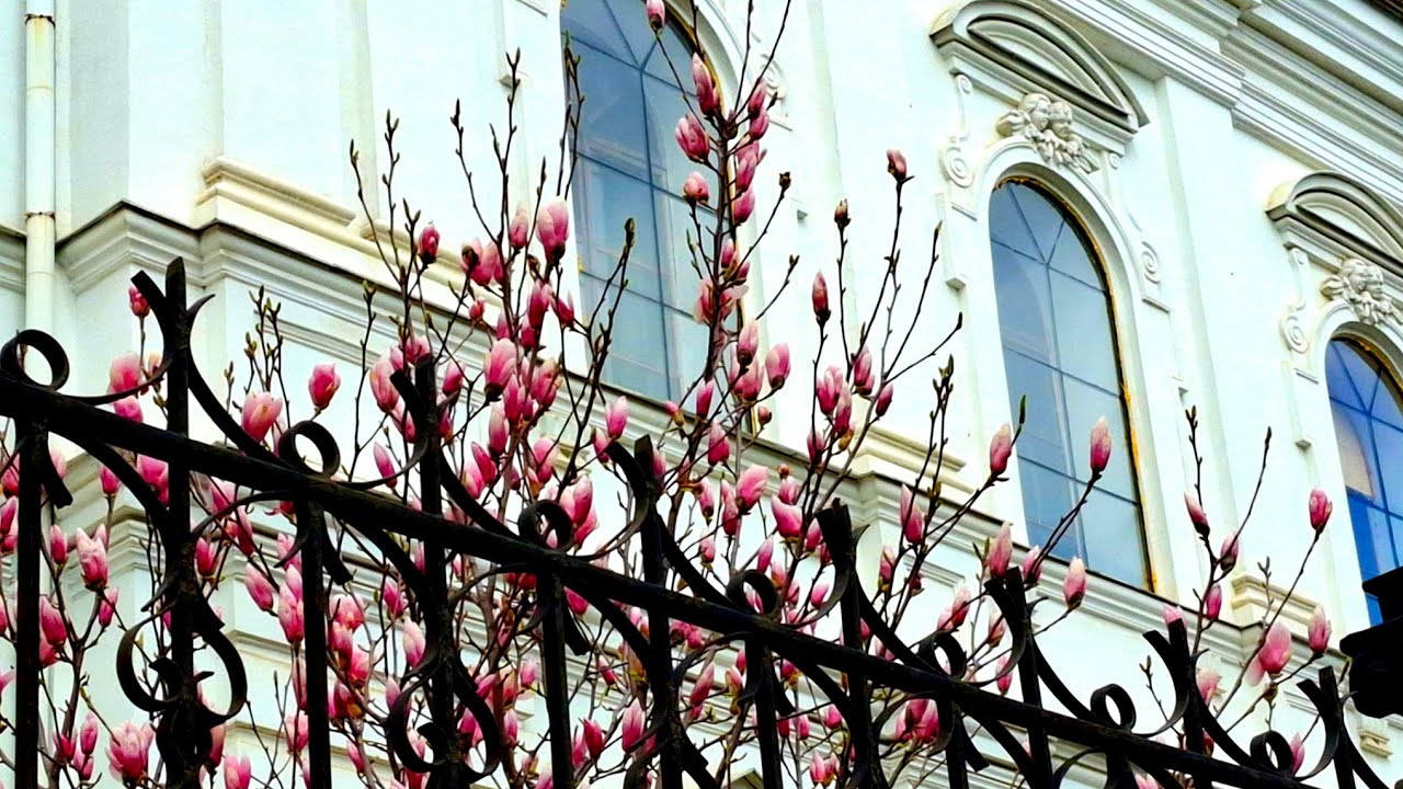Харьковские магнолии. Места, которые Вы не замечаете. 10.04.2025