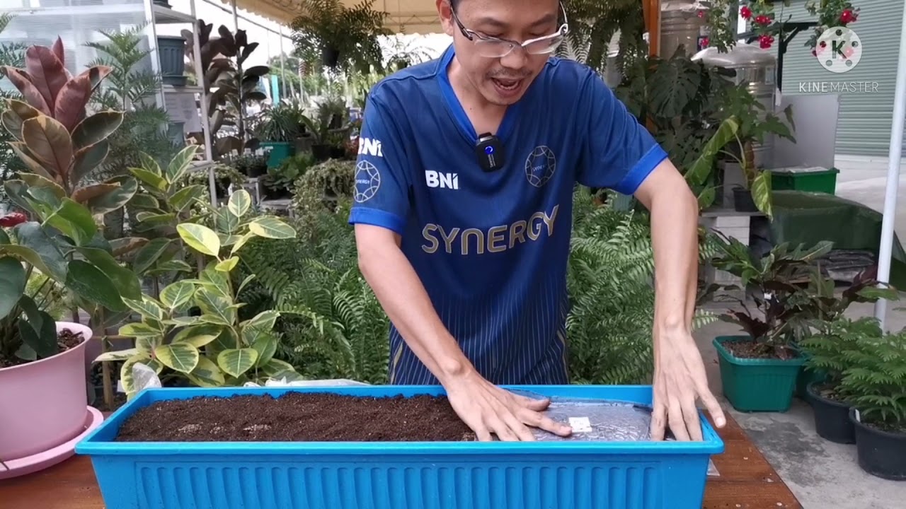 ปลูกเห็ดมิลค์กี้​ ดูจบ​ ทำได้ชัวร์