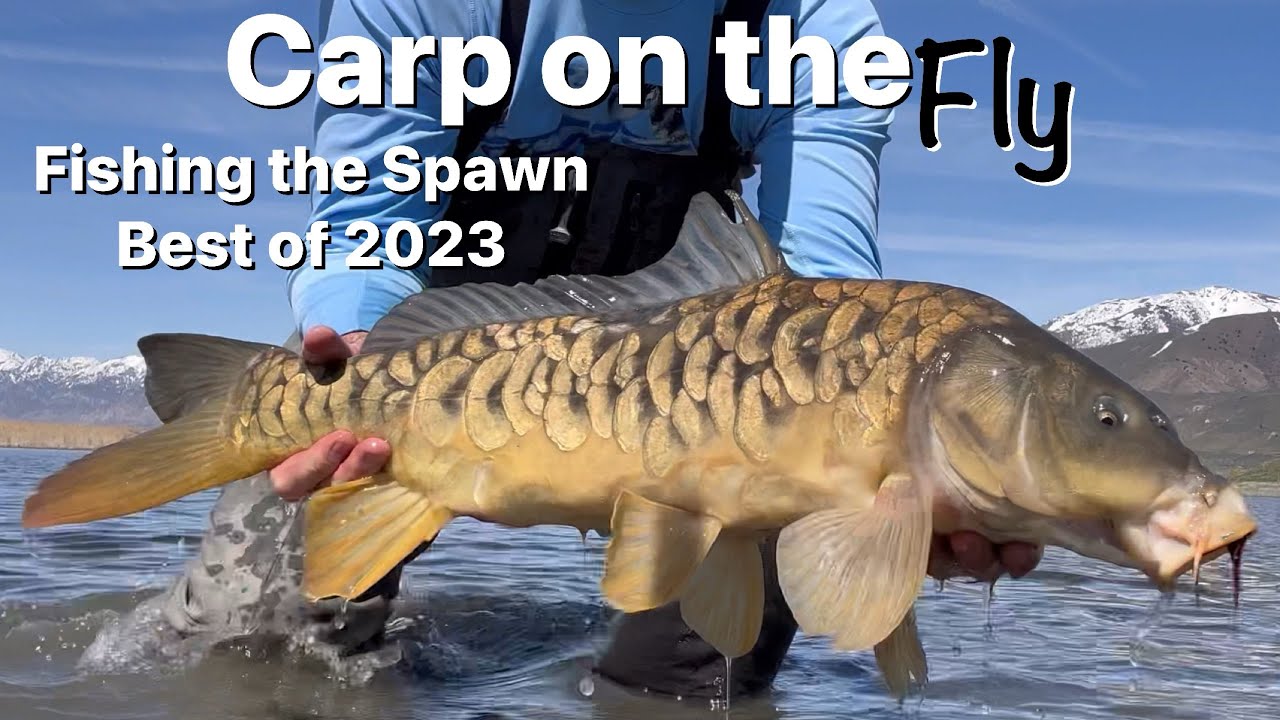 Fishing the Spawn - Carp Fly Fishing - Carp On The Fly