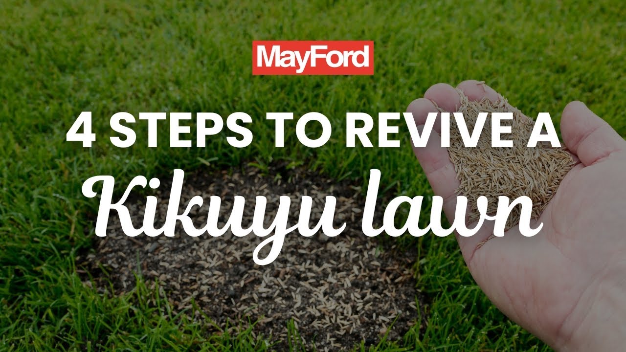 Mayford Kikuyu Lawn: 4 Steps to Revive your Lawn