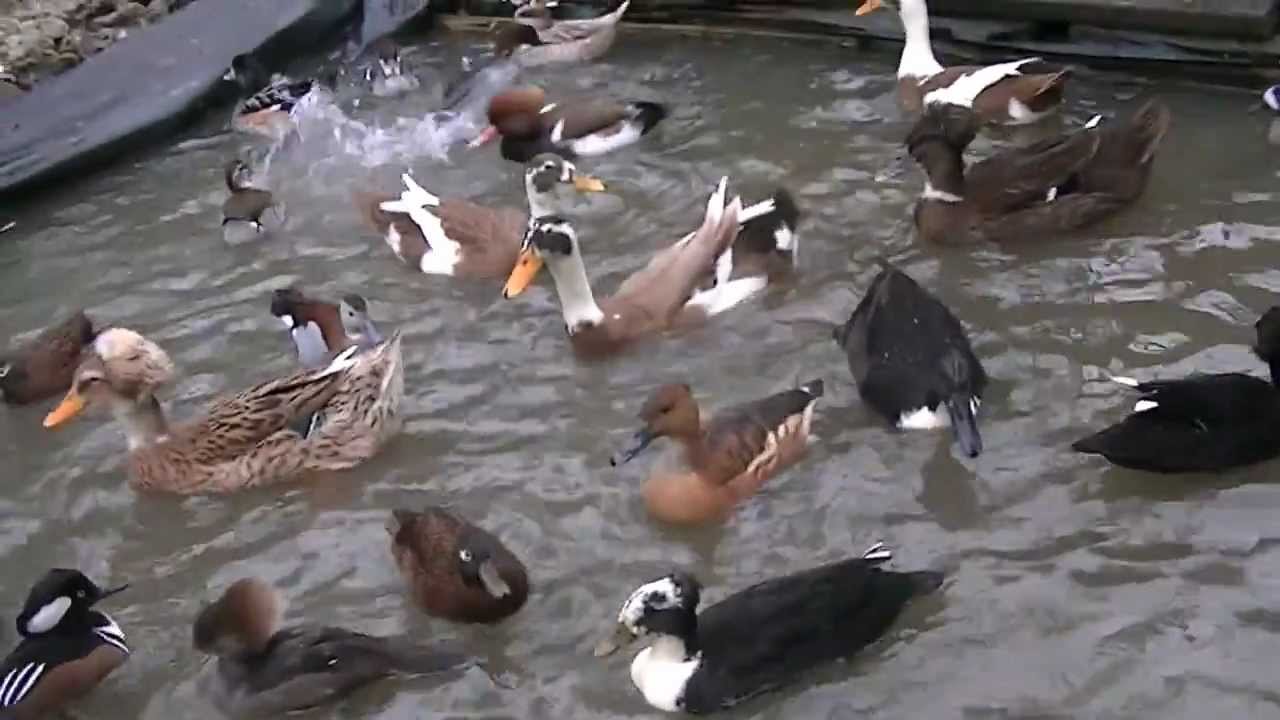 Eendjes voeren thuis door Jan Willem Schrijvers / Parkvogeltuin