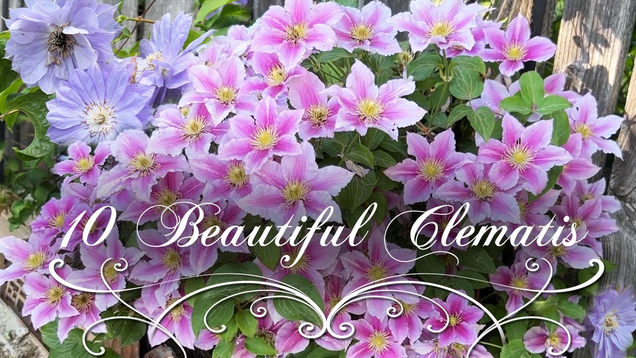 10 Beautiful Clematis in our Rose Garden • Rose companions plants • French Garden