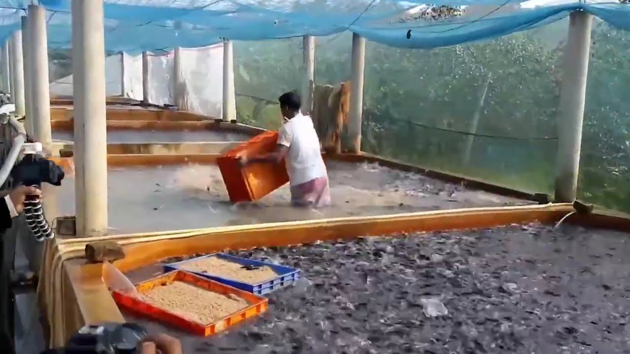 Catfish Feeding Time with Floating Feed Grain | Catfish Farming Aquaculture | Hungry Wild Catfish!!