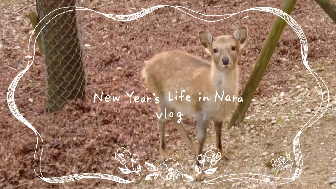 奈良在住イラストレーターの年末年始 #VLOG #鹿花火 #若草山焼き
