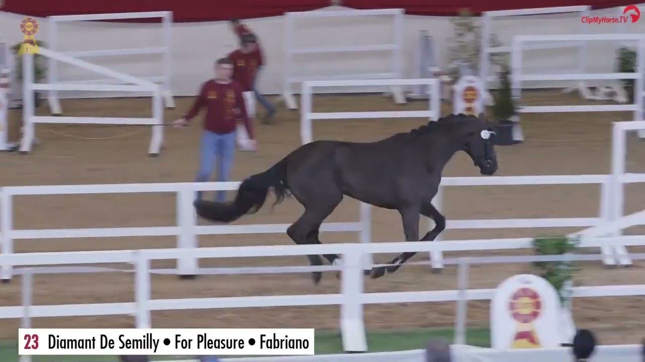 Dark for Fun B_Hengst v. Diamant de Semilly x For Pleasure_Hengststation Bachl_2025_2. Freejumping