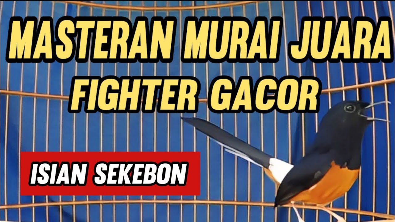 Masteran Murai Batu Juara || Fighter Gacor Isian Sekebon