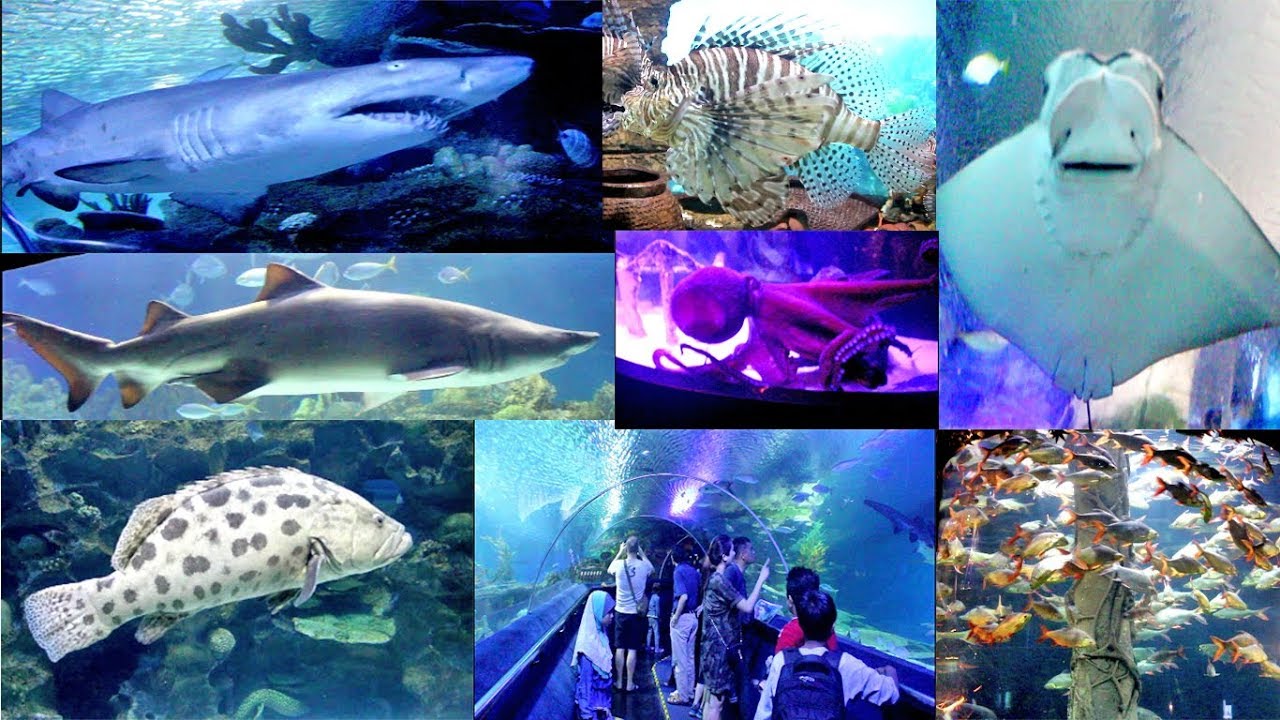 Aquaria KLCC, a world-class Aquarium that Showcases marine life  from Malaysia and around the world.