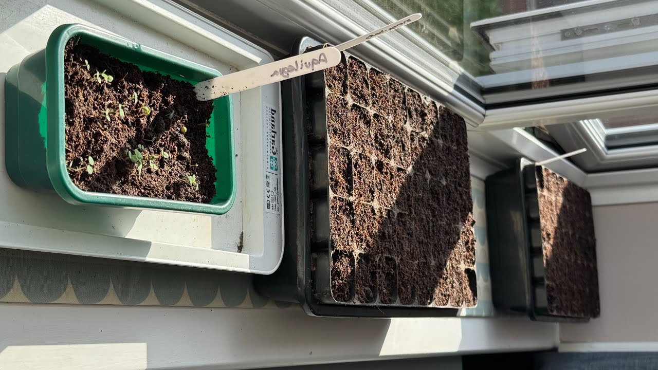 How I have found sunny spots for my seedlings