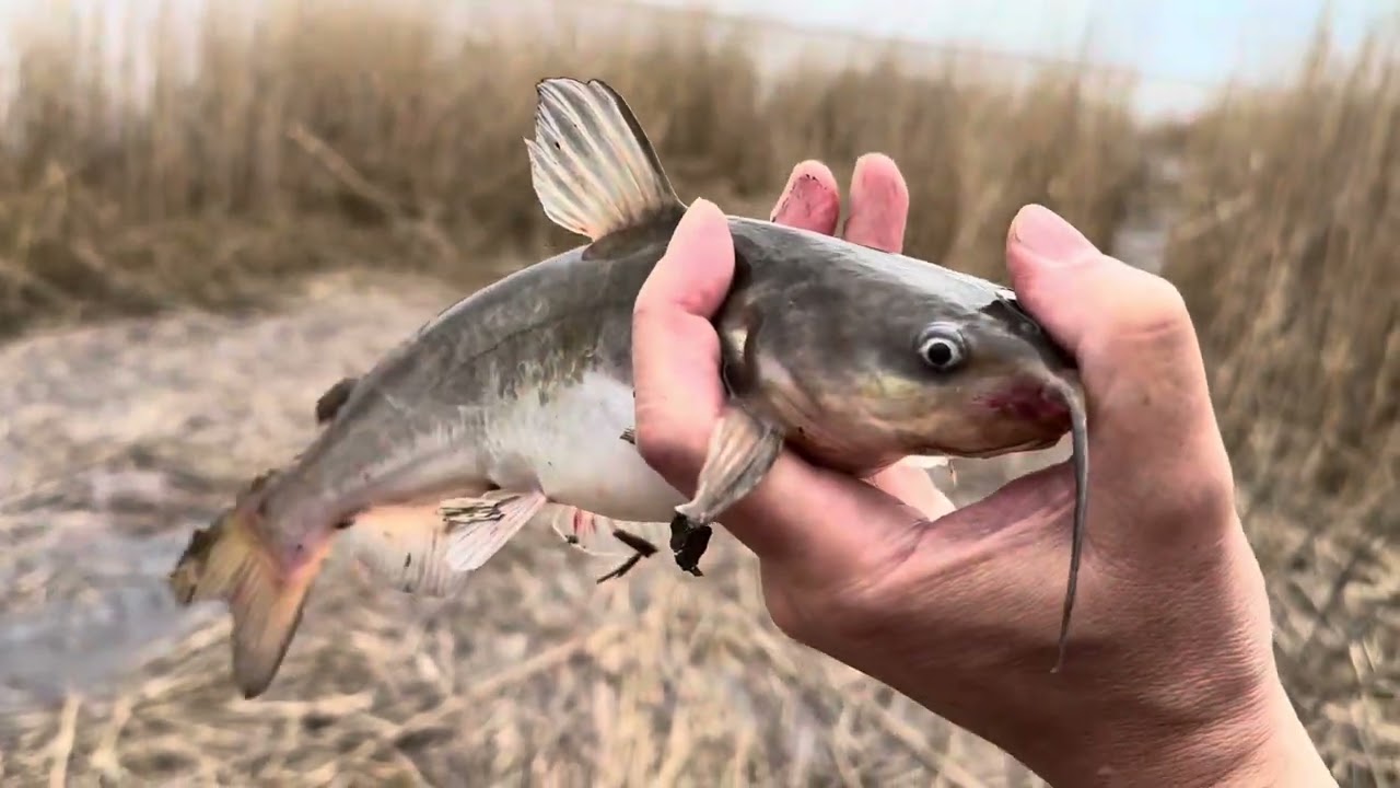 Fishing Trip - Mullica River NJ ( Spring 2025 )