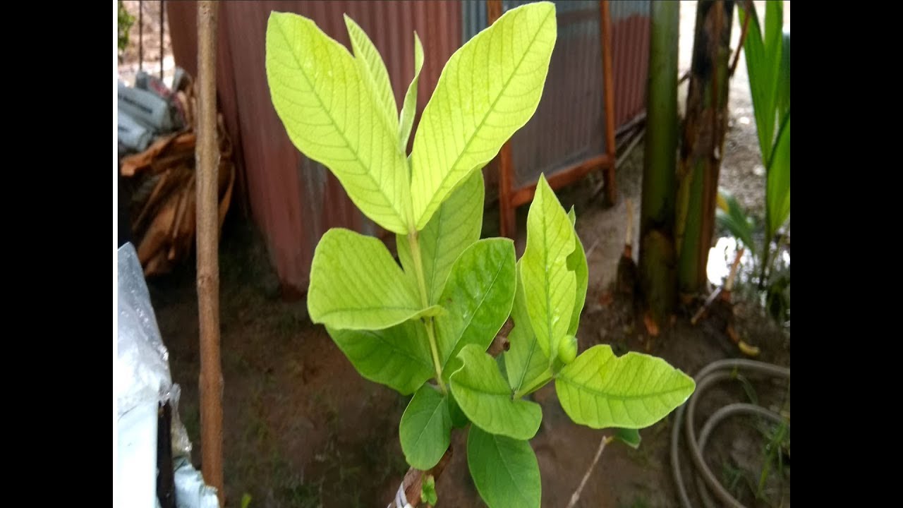 guava tree side grafting technics || New Green World
