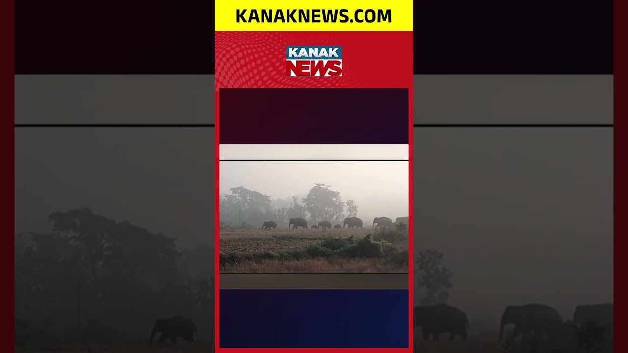 Herd of 29 Elephants Returns in Odisha | Villagers Fear Crop Damage