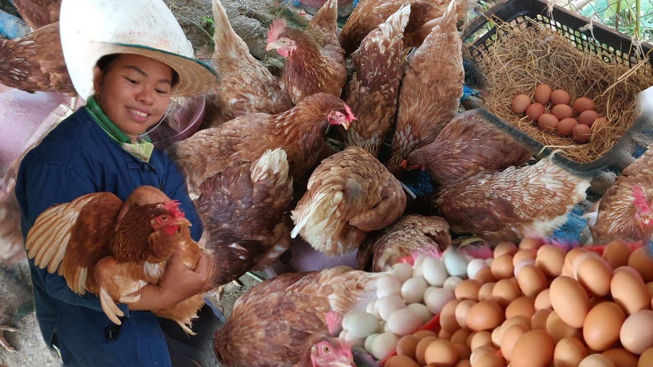 เลี้ยงไก่เลี้ยงเป็ดยังไงให้ได้..ไข่ใหญ่ไข่ดีไข่ดก!! เห็นแล้วอดออนซอนนำบ่อได้จ้า!!