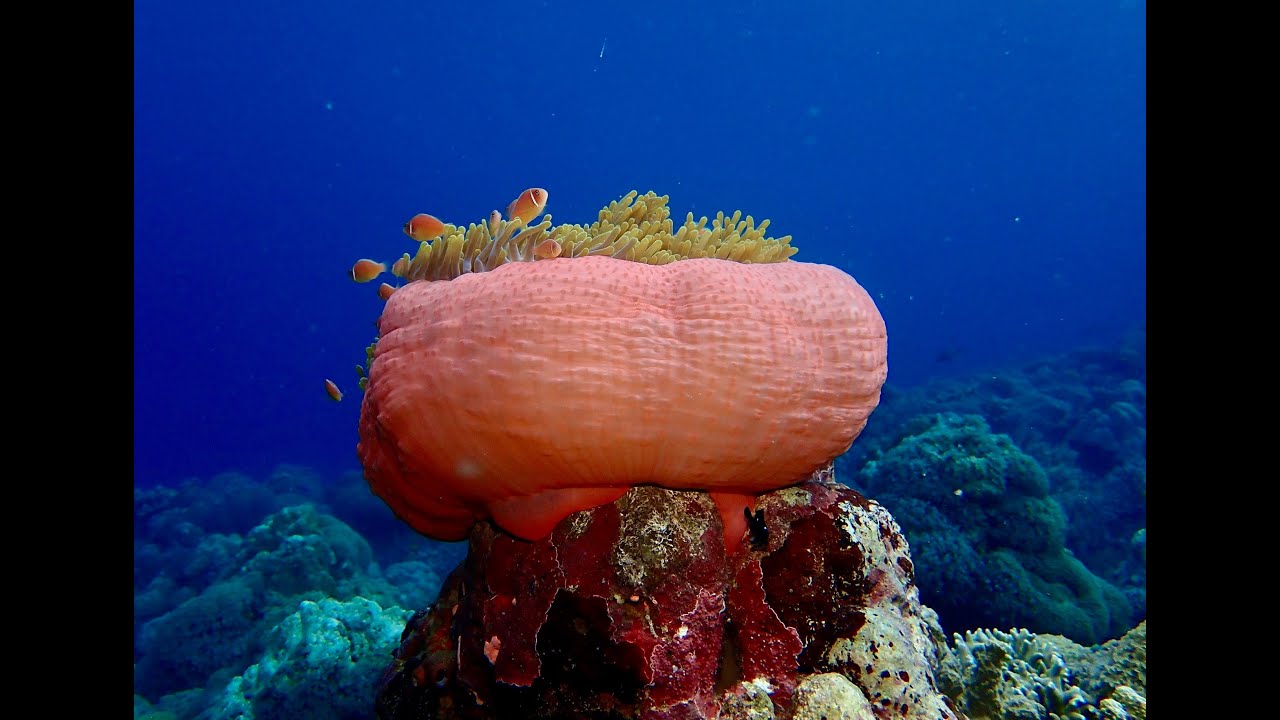 Best scuba diving in the world, Solomon Islands, Marovo lagoon, village life