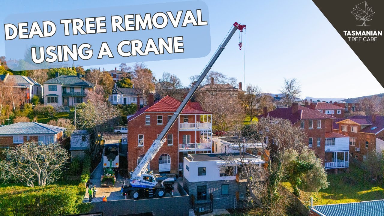 DEAD TREE REMOVAL USING A CRANE