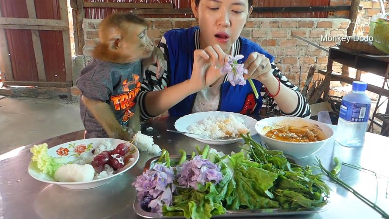 Baby Monkey Dodo Eating Nutritious Meal With Mama