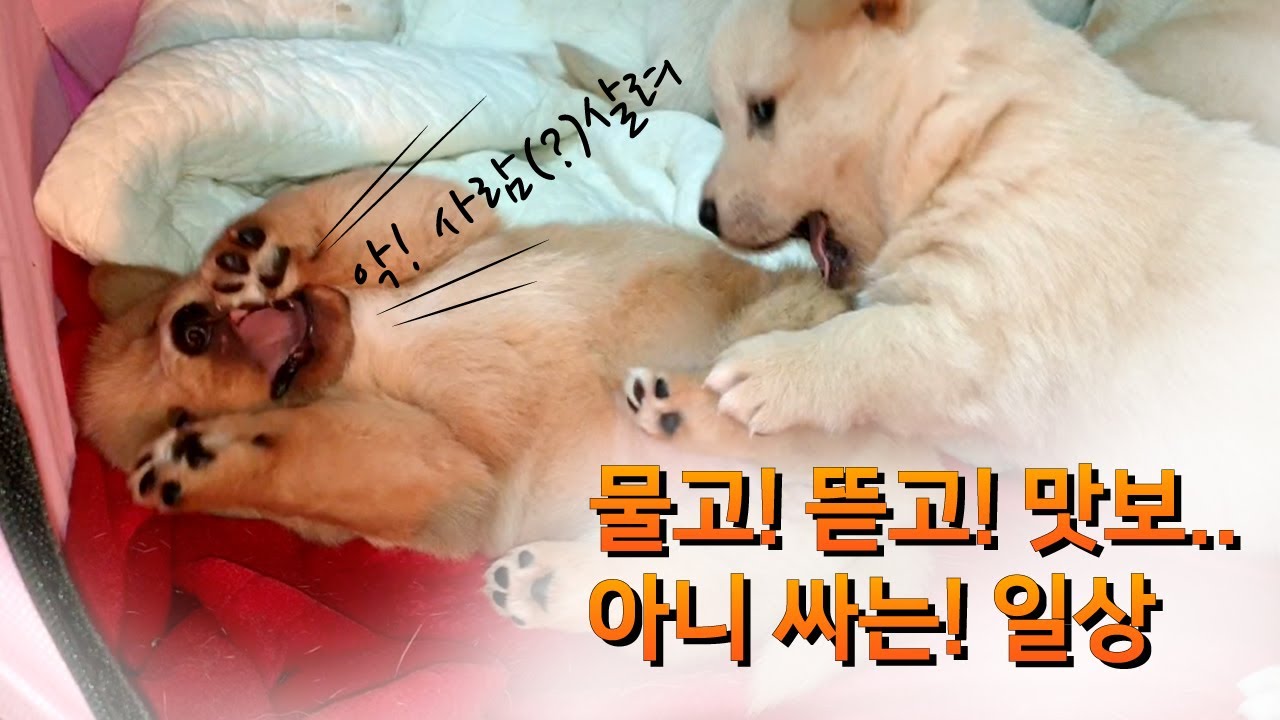 물고 뜯고 싸는 일상 | 진돗개와 시고르자브종 사이