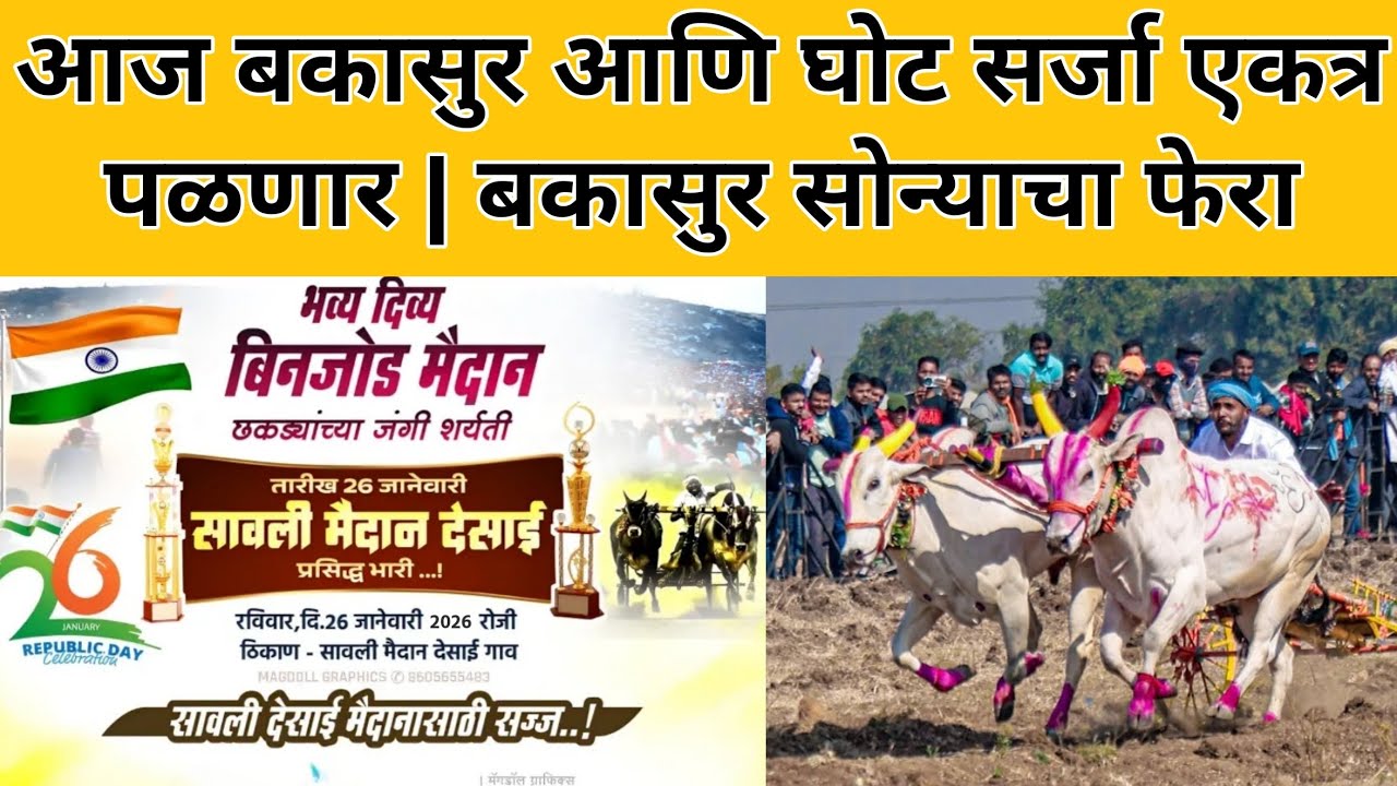 आज बकासुर आणि घोट सर्जा एकत्र पळणार | बकासुर सोन्याचा फेरा
