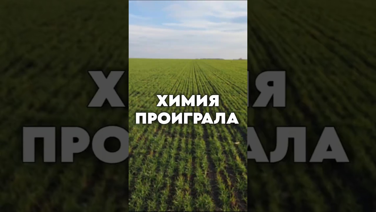 Химия проиграла? #YogaFerma #AUM #RWA #ферма #сельскоехозяйство #органическоеземледелие #поле