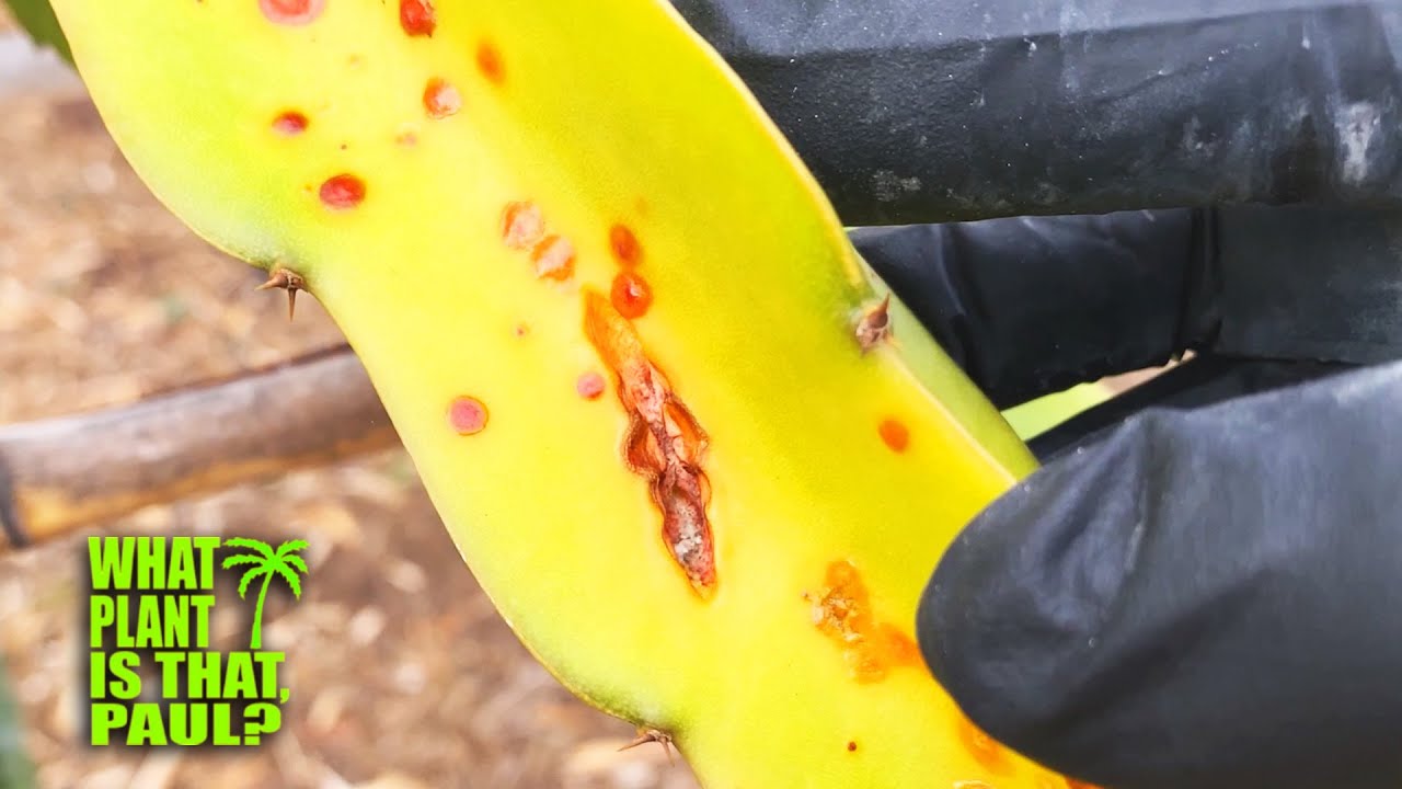 Ржавчина кактуса (Dragon Fruit RUST) / Органическое средство от грибковых заболеваний и ржавчины ...