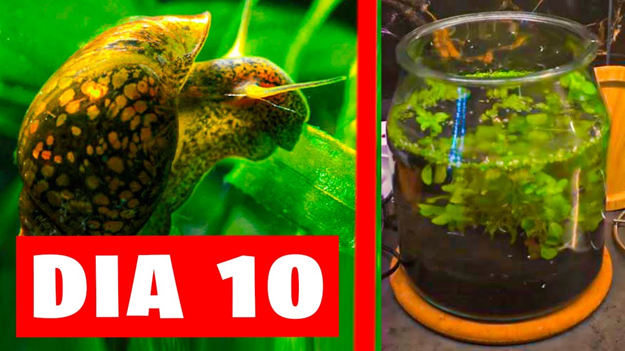 DIA 10 DE MI ECOSFERA ACUATICA: NUEVO CARACOL PHYSA