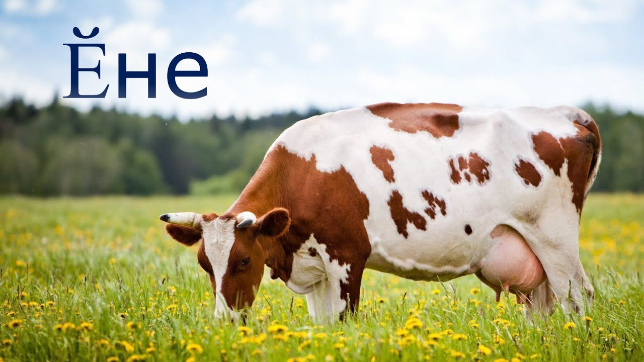 Ӗне  🐄