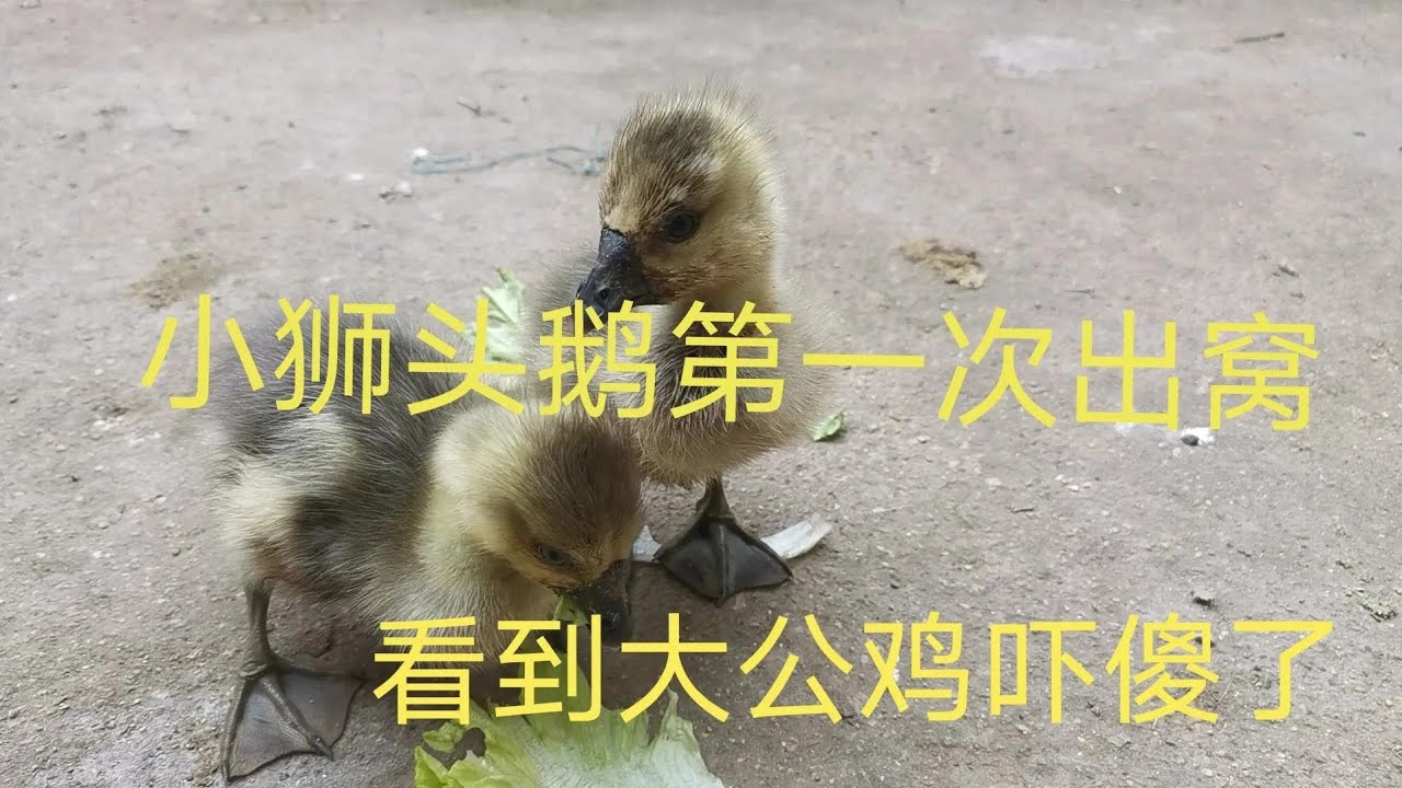 小狮头鹅第一次出窝看到大公鸡，两个小家伙都吓傻了