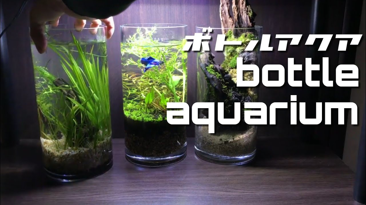 ボトルアクアリウム【typeシリンダー立ち上げ】cylinder AQUARIUM