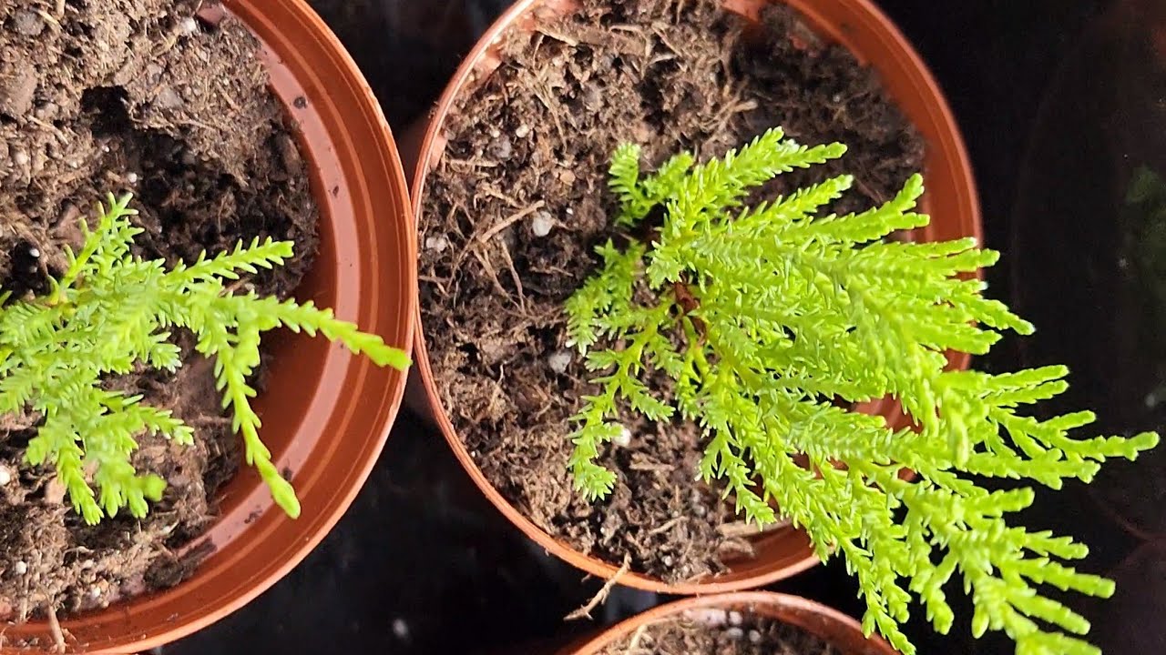 🌿Как размножить лимонный кипарис #садоводство #размножение #лимонный кипарис #размножение деревье...