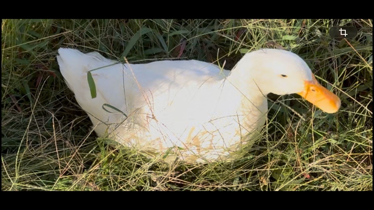 DOING A VIDEO TOGETHER  / Chillaxing / Malu7v7 / ENG & ESP / #geometrydash #live