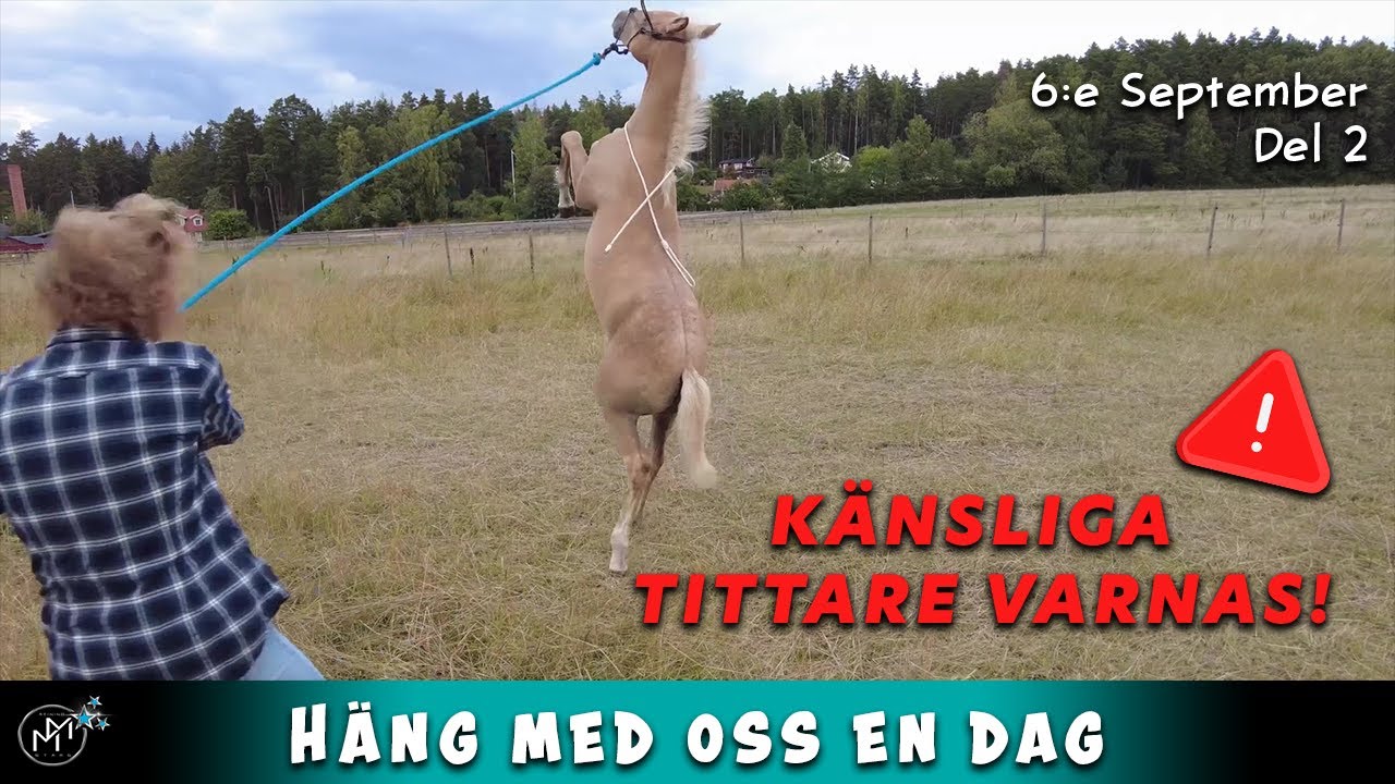 Stallvlogg Hingst fölet får på sig grimma för första gången