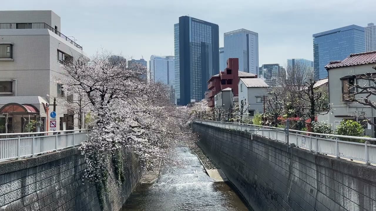 神田川の桜2025【作業用BGMにもどうぞ】 #桜 #神田川 #日本 #BGM