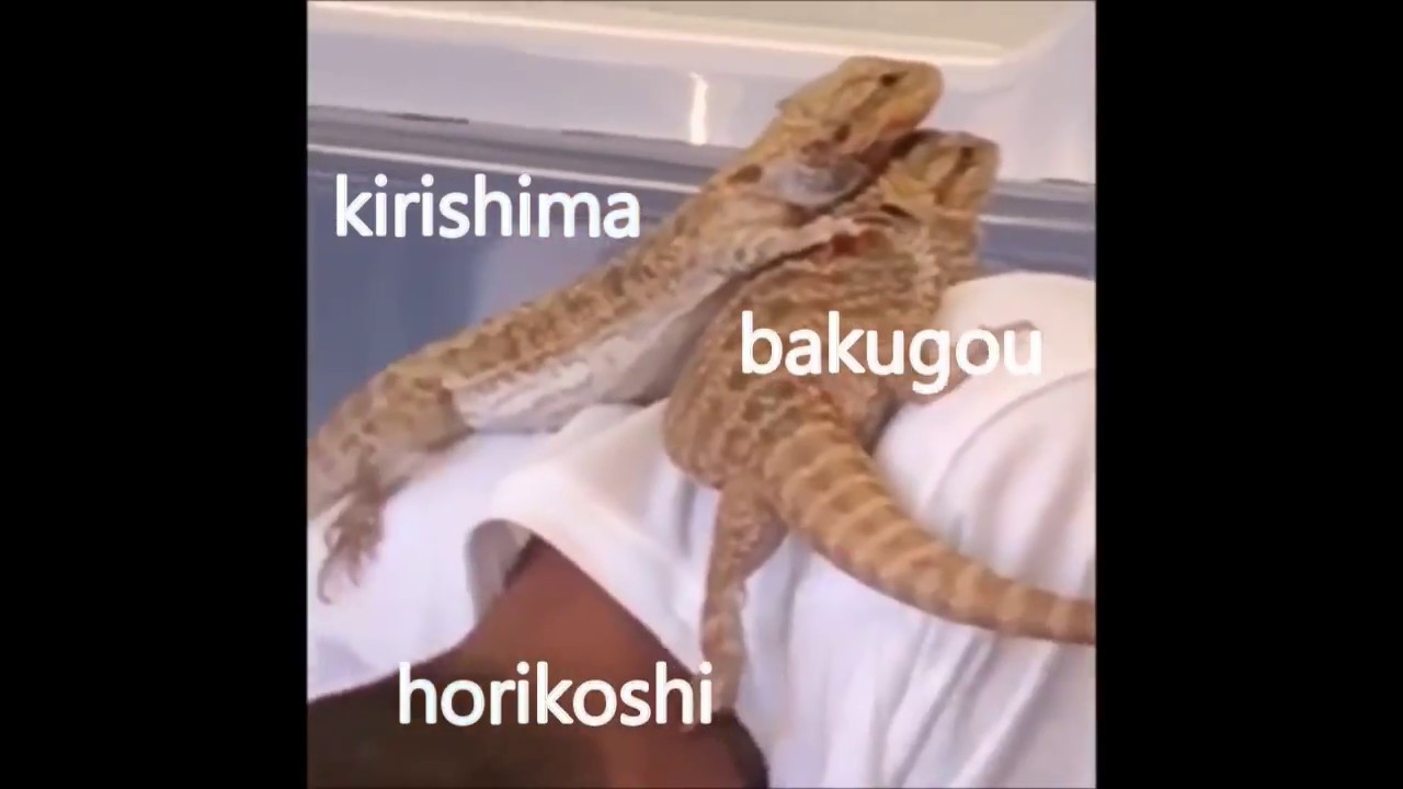 BNHA as Vines #7