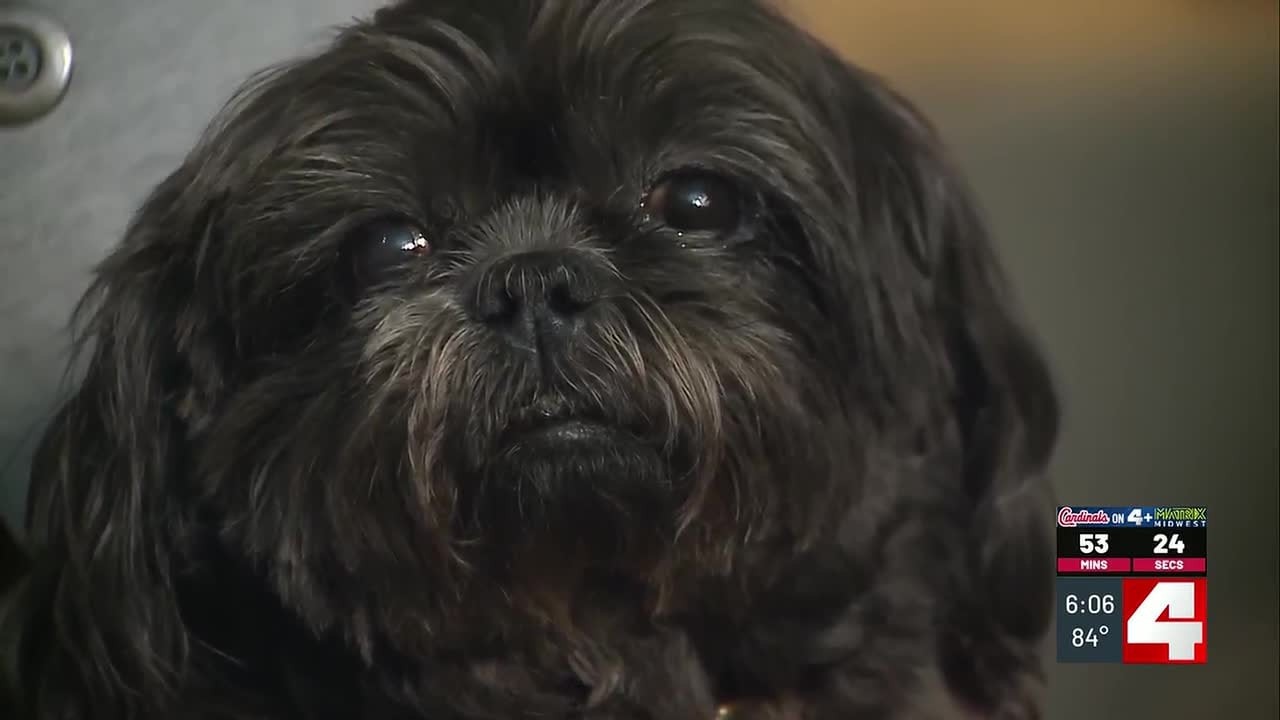 Pet owners feel squeezed as veterinary costs rise