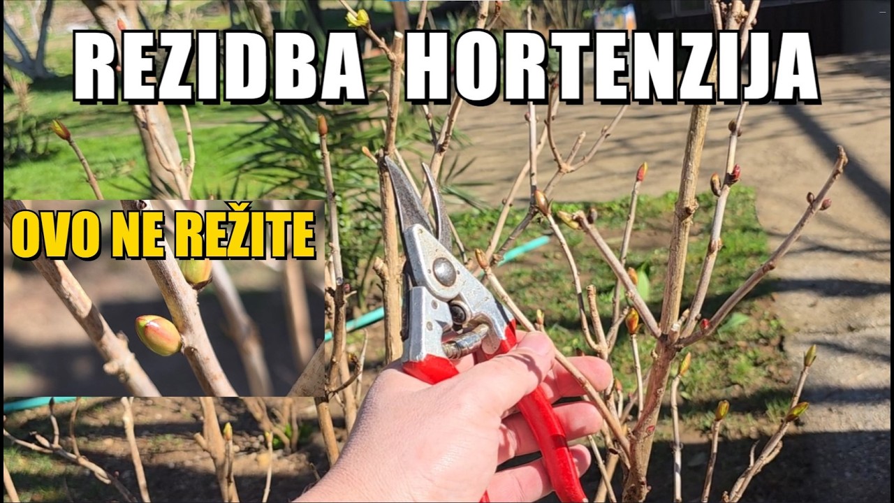 HORTENZIJE: Gre&scaron;ke koje uni&scaron;tavaju cvjetanje i kako ih pravilno orezati
