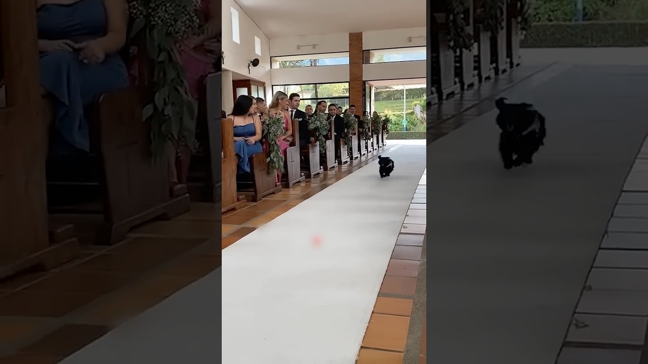 Adorable Dog Is Ring Bearer At Wedding #dogwedding #wedding